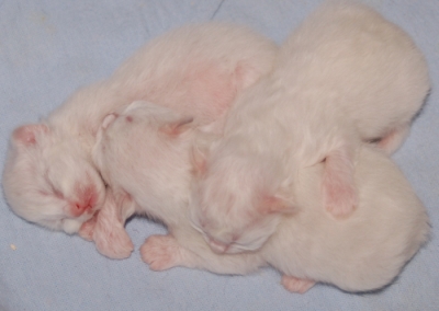 kittens A-nest Ushi 1 dag oud